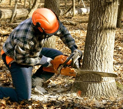 Tree Removal in Altoona, KS